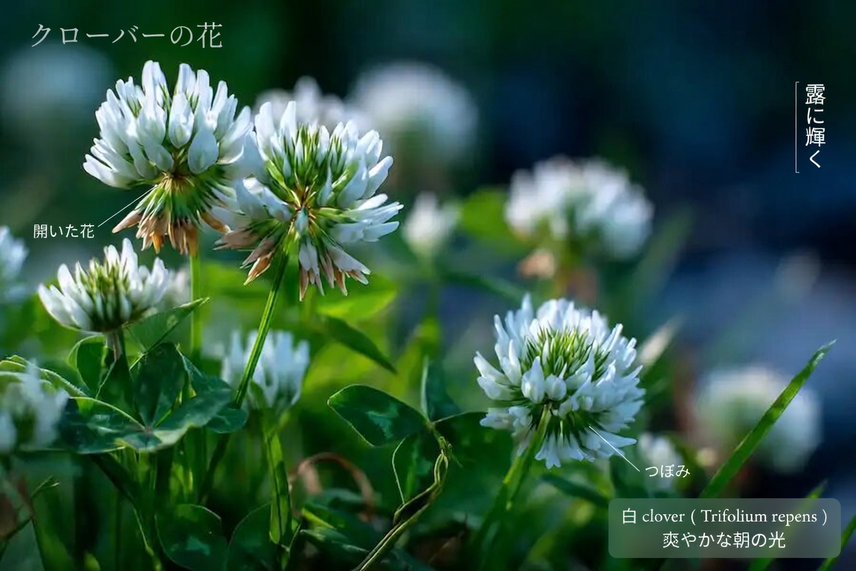 シロツメクサ（Trifolium repens）：15の効能と家庭での活用法