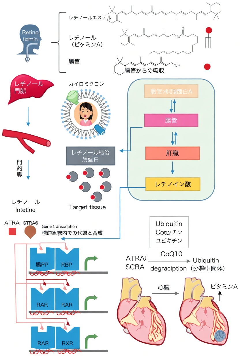 ビタミンAとは何か、そしてなぜ血液循環にとって重要なのか？