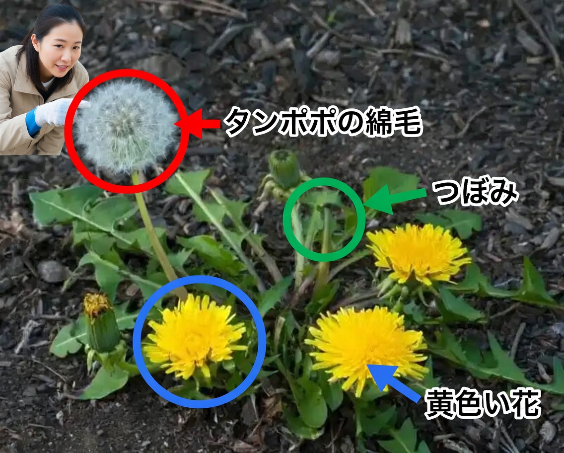 雑草？それとも宝物？身近な4つの植物に隠された魅力を発見しよう