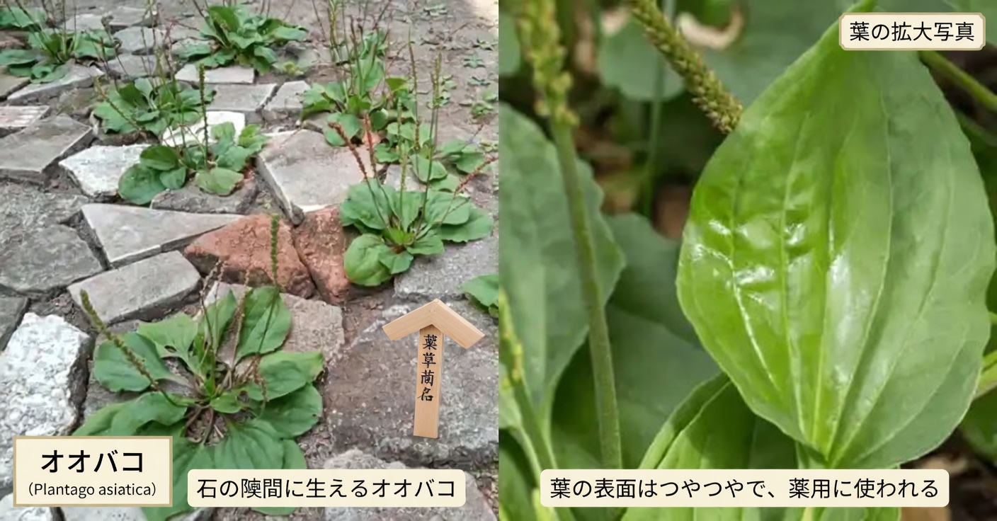 雑草？それとも宝物？身近な4つの植物に隠された魅力を発見しよう