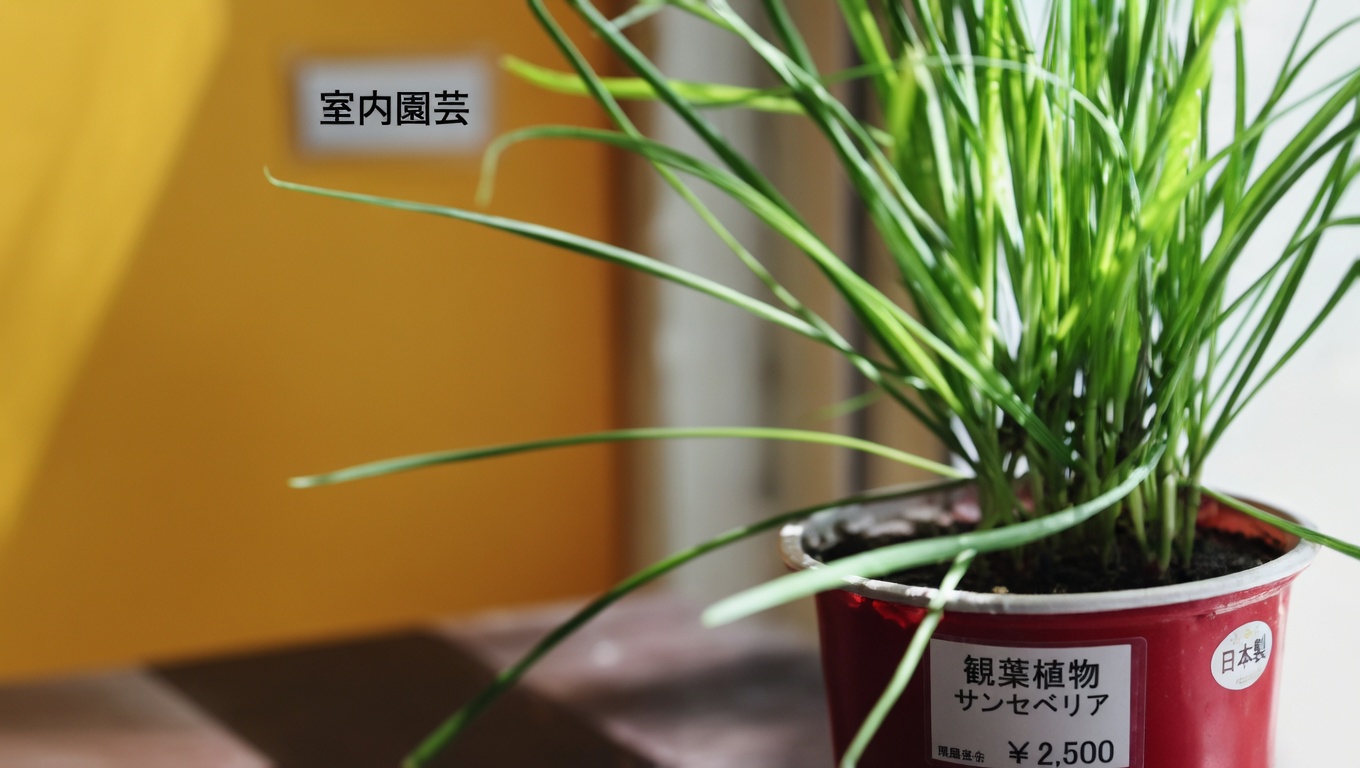 ヒメムカシヨモギ（Erigeron canadensis）：驚くべき20の効能とその使い方