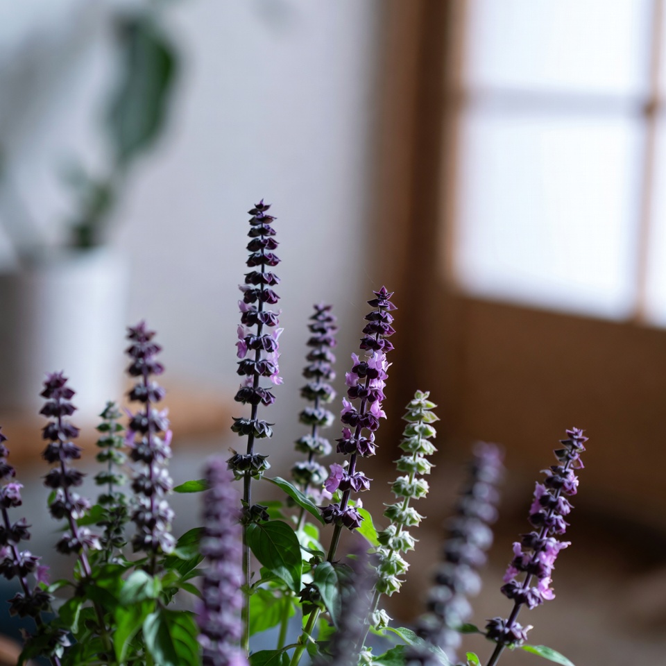 バジルの花の用途と効能