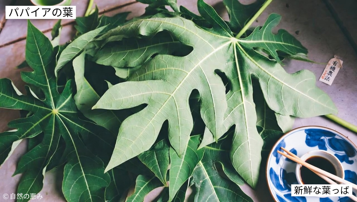 ヘアケアにおけるパパイヤの葉の可能性を探る:検討に値する自然な選択肢