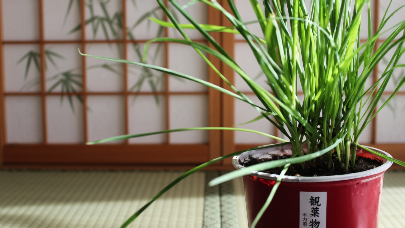 イチジクの葉の力を活用する：糖尿病などに効く自然療法