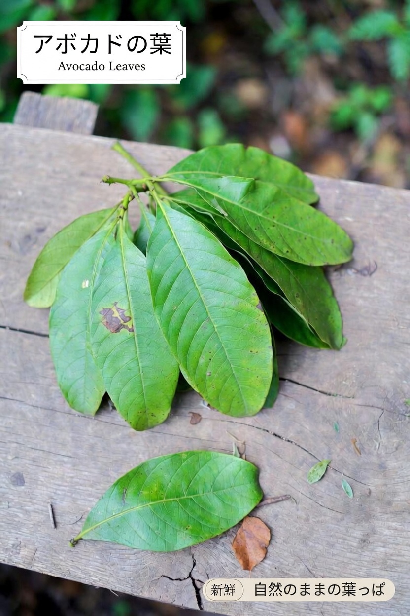 心臓の健康をサポートするグアバ葉茶の可能性を探る