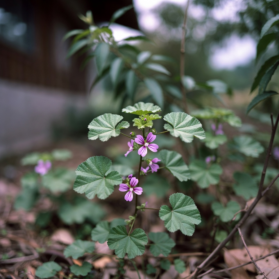 コモンマロウの知られざる健康効果を発見