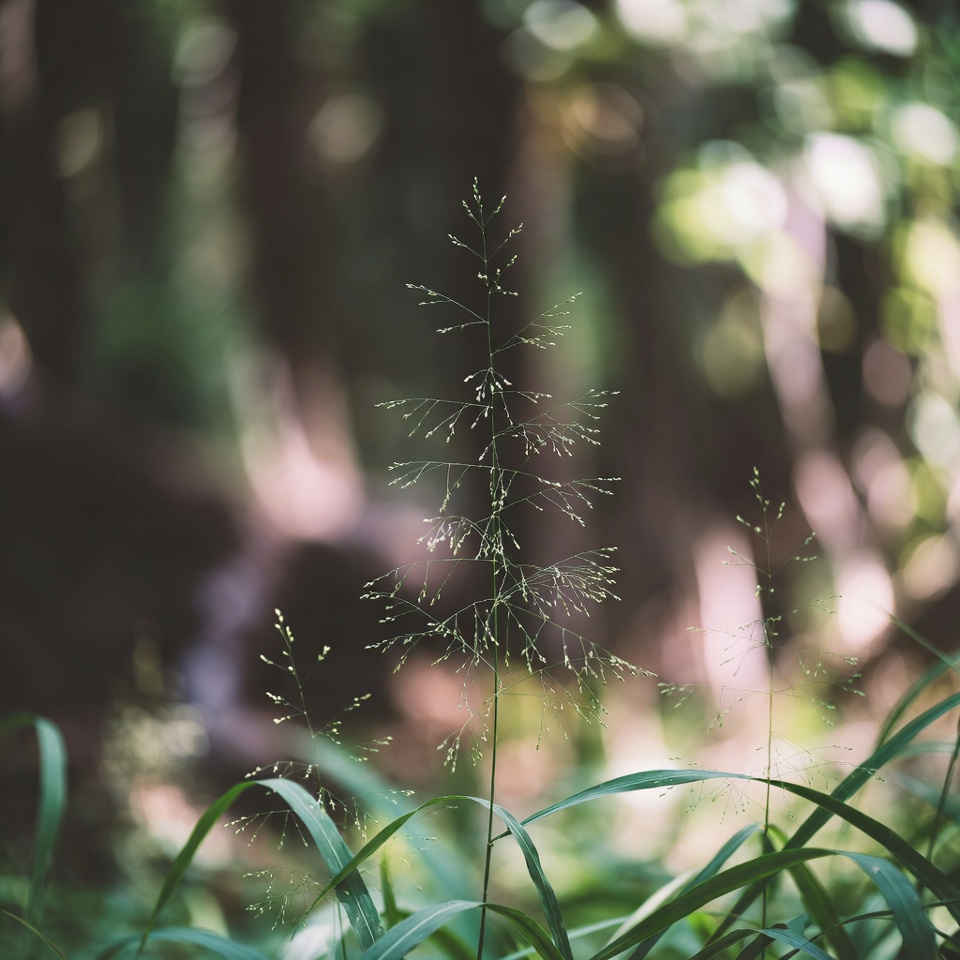 オヒシバ(Eleusine indica):腎臓の健康のための天然の味方