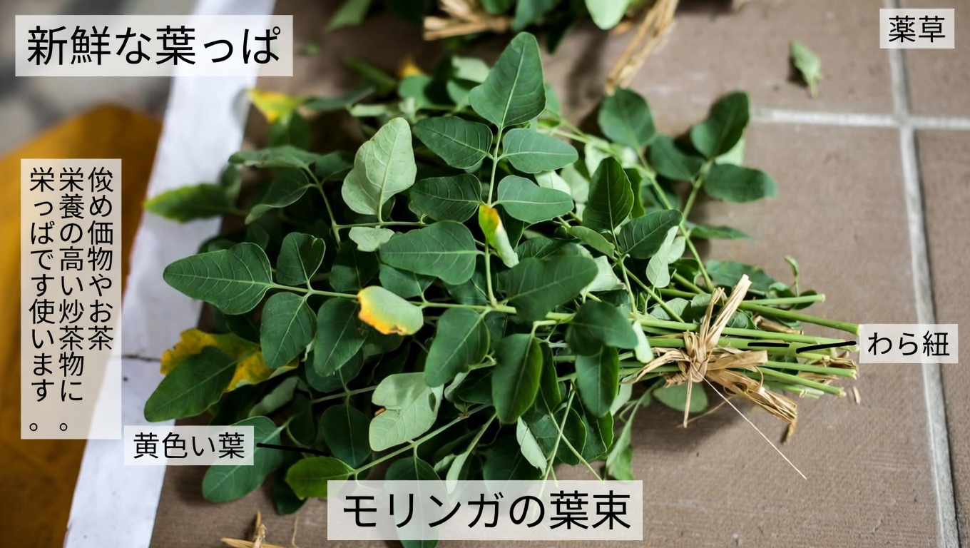 体の自然な防御機能をサポートする可能性のある栄養豊富な3つの葉