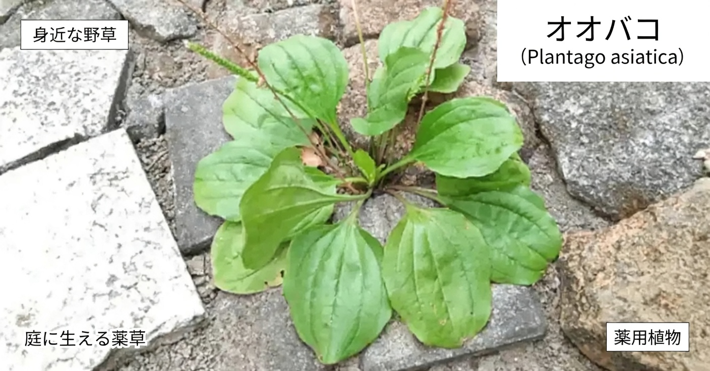 オオバコ（Plantago major）の驚くべき30の効能