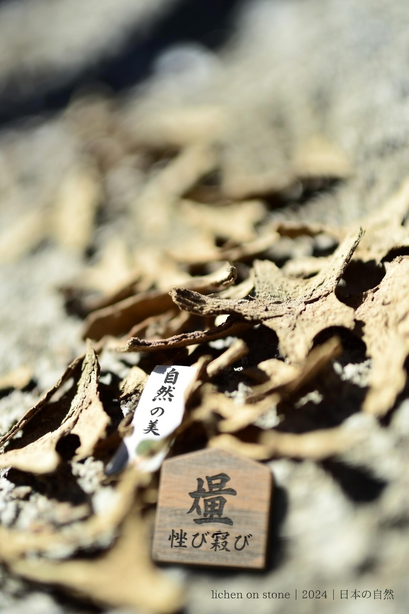 アムロジピンとは何ですか、そしてなぜ副作用を引き起こすのですか？