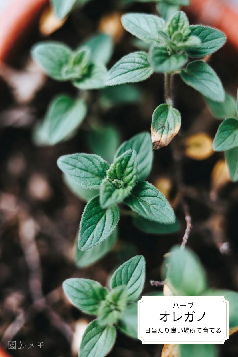 オレガノが際立つ理由とは？