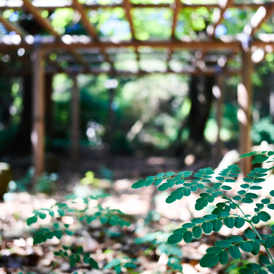 モリンガの10の効能 90%