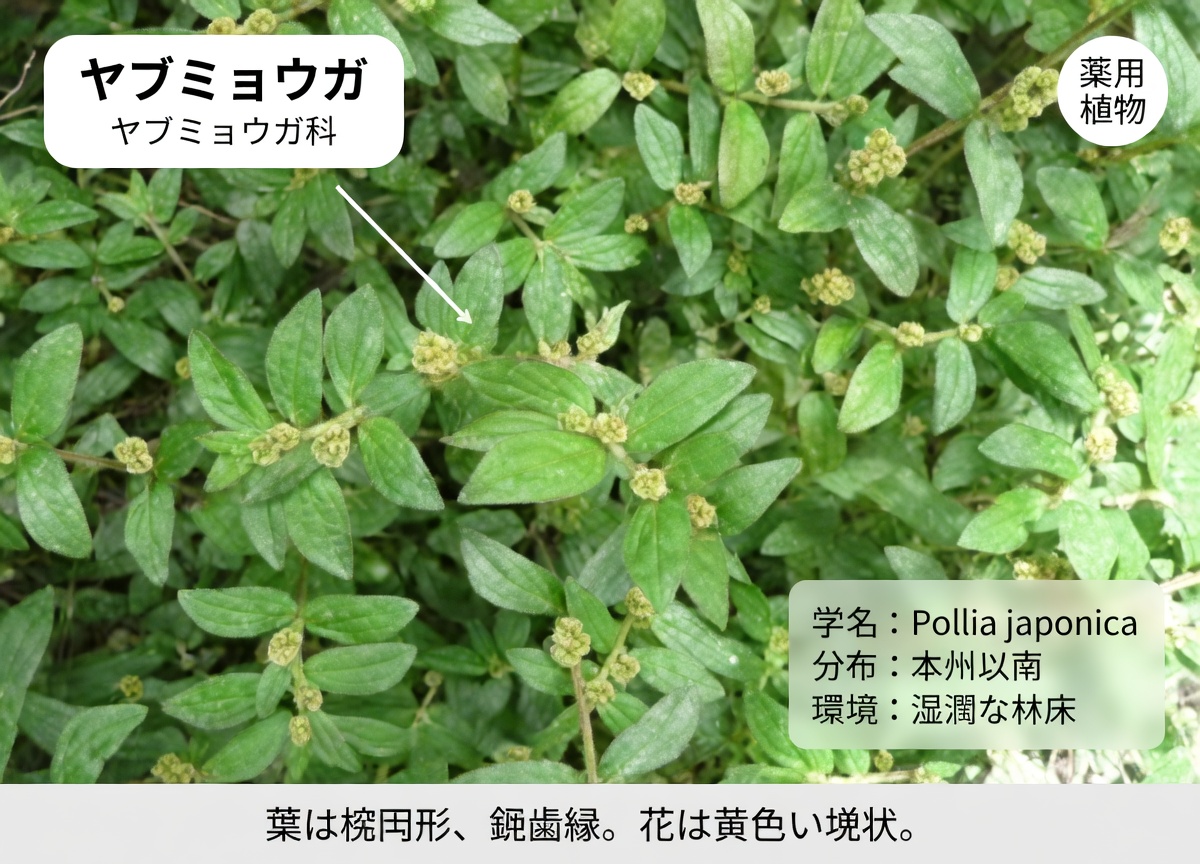 日々の健康に役立つオオバトウワタの驚くべき可能性を発見