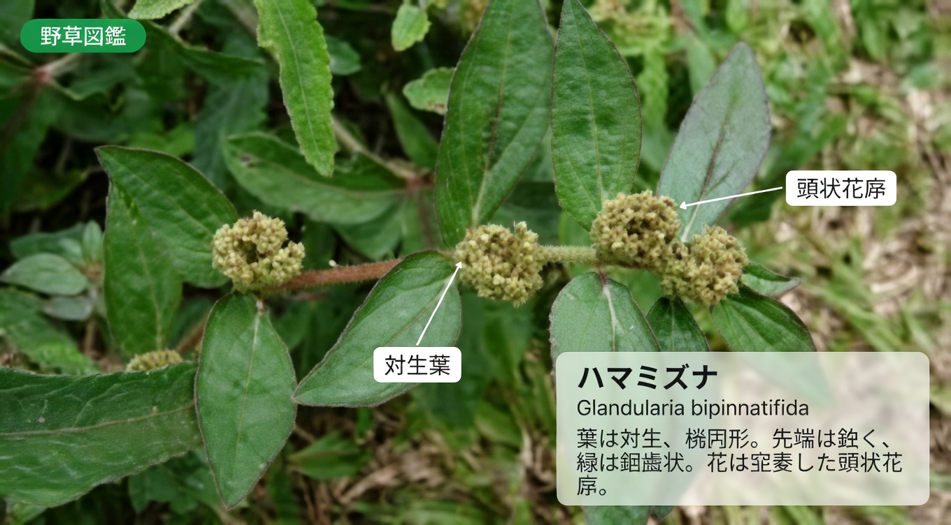 日々の健康に役立つオオバトウワタの驚くべき可能性を発見