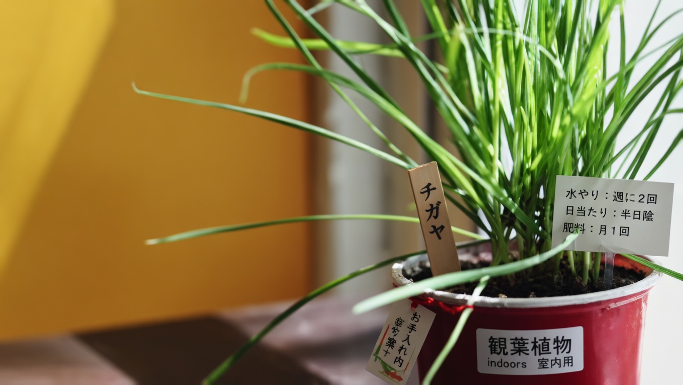 生命の奇跡の葉がもたらす11の驚くべき効能