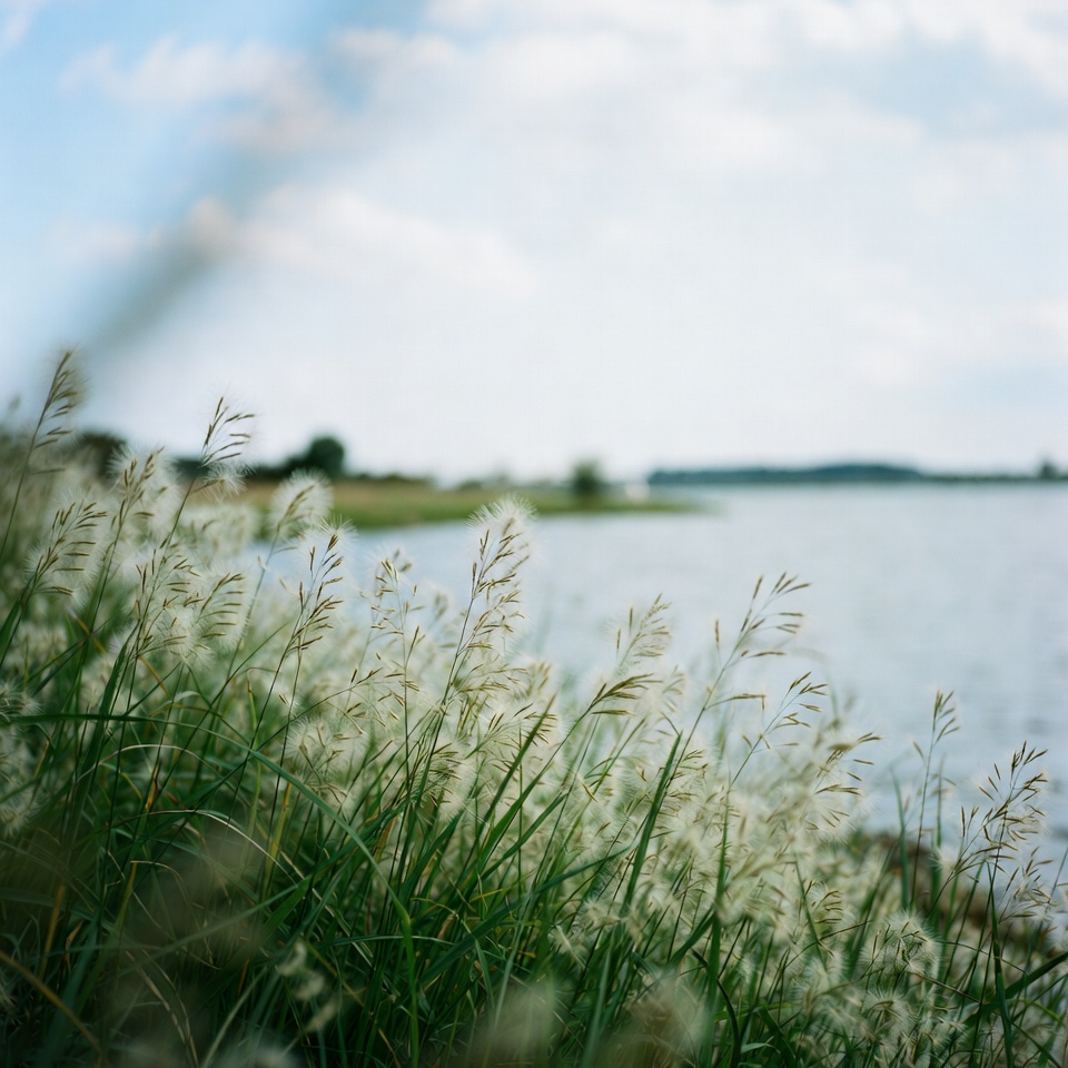 メヒシバの効能と用途