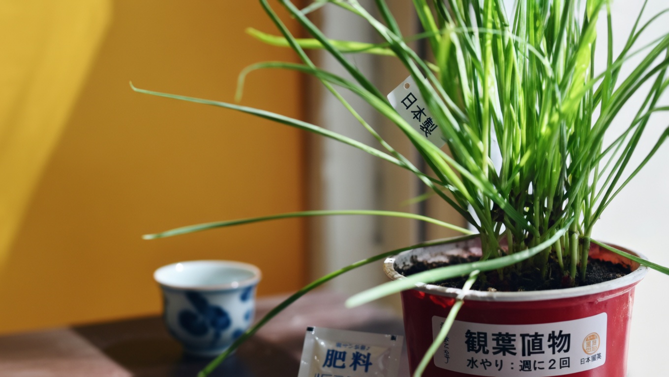 スタボーングラス:驚くべき10の効能と副作用