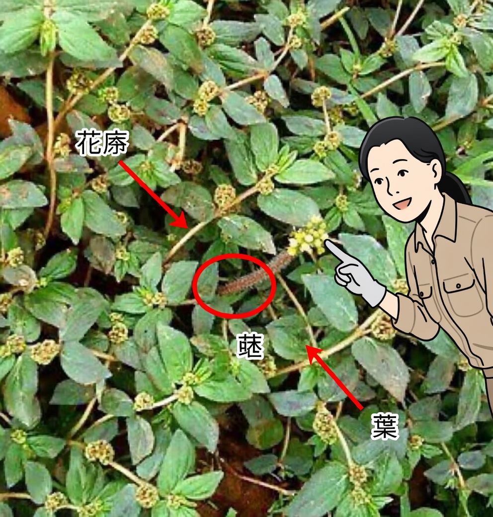 ユーフォルビア・ヒルタ：多面的な効能を持つ驚異のハーブ