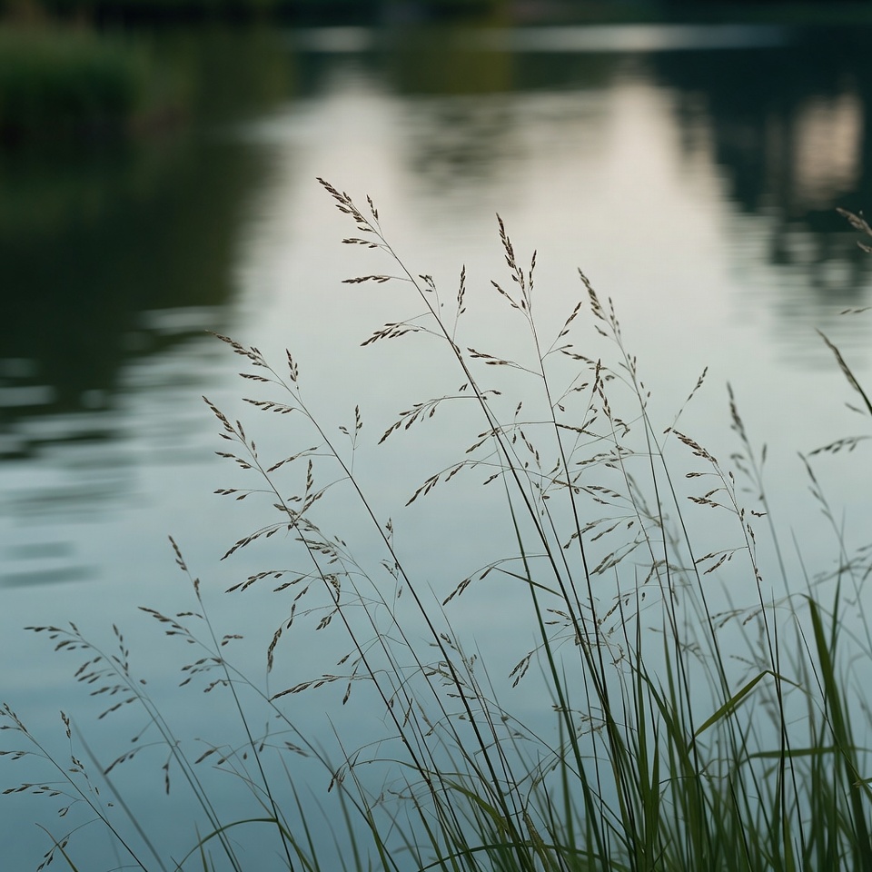 グースグラス(エレウシネ・インディカ)の驚くべき効能30選