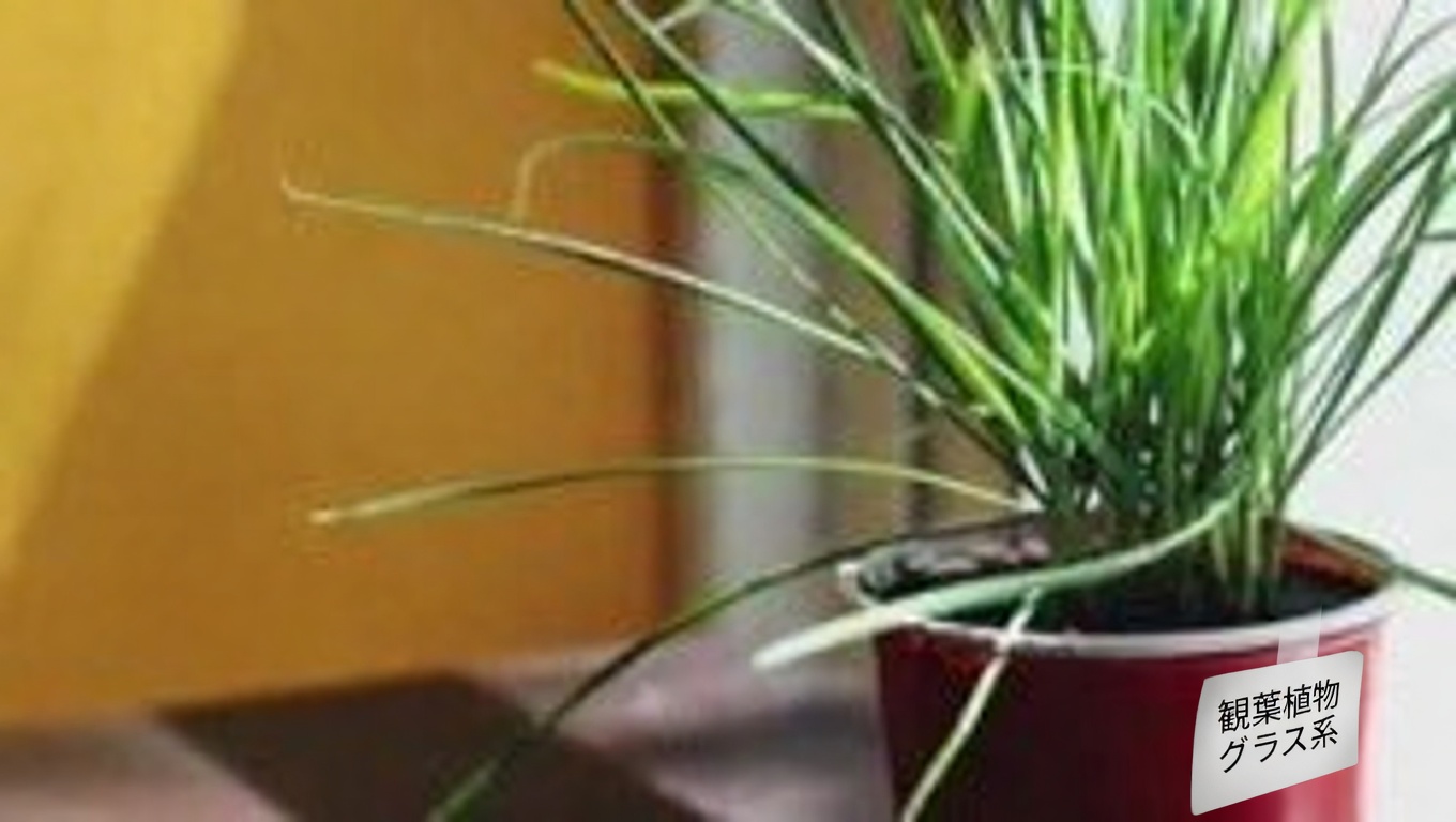 ハイビスカスの葉と花:効能と手作りでの活用法