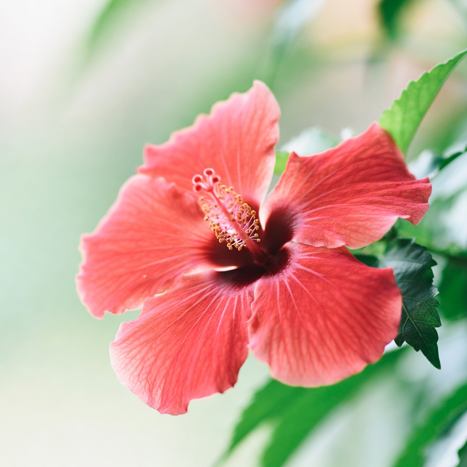 ブッソウゲ(Hibiscus rosa-sinensis)のレシピ