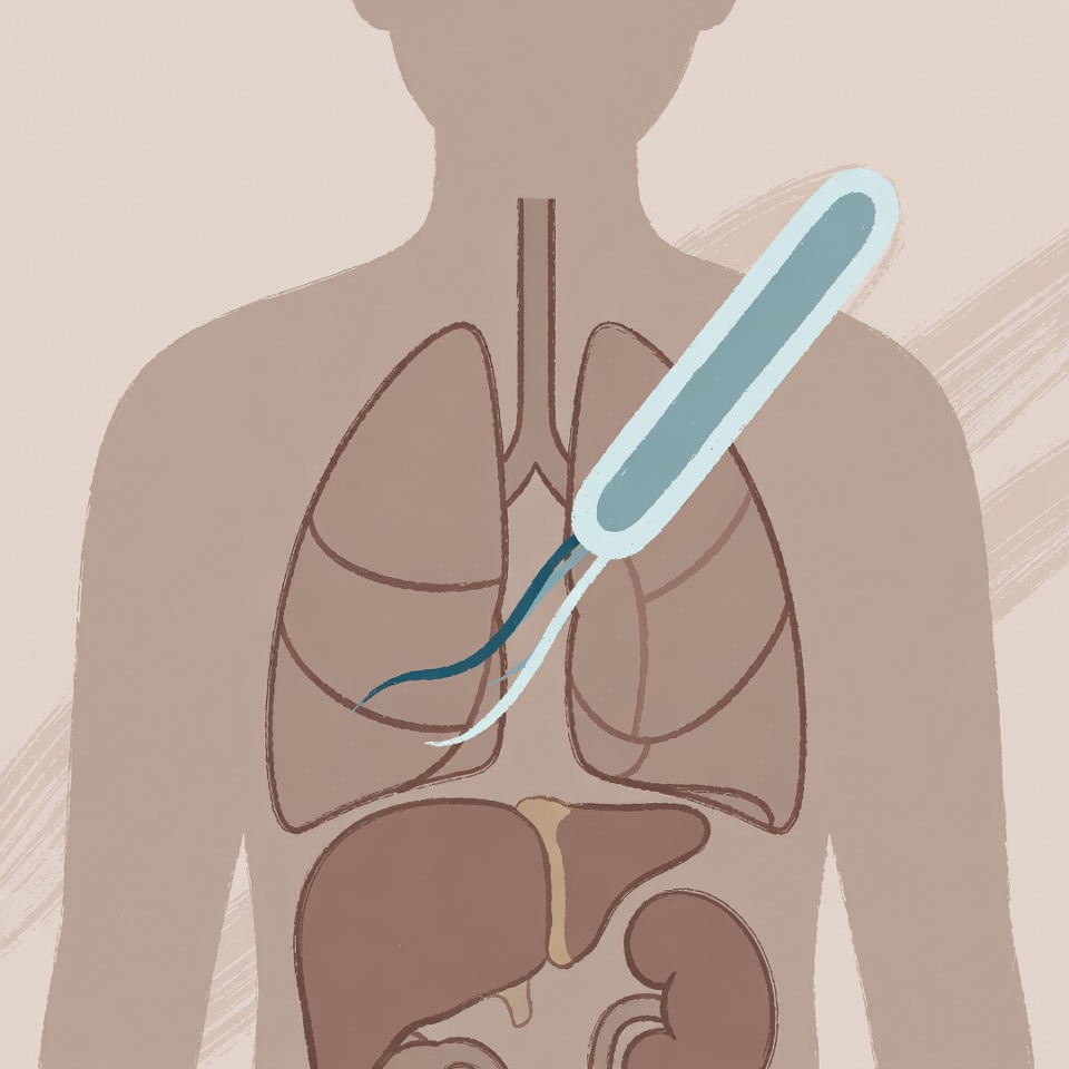 腎臓・肝臓・肺を浄化し、体内の細菌を丸ごと排出