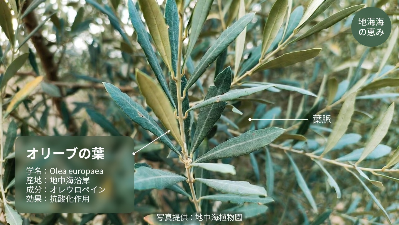 見過ごされてきた葉が、がん細胞と闘う体を助けるかもしれない