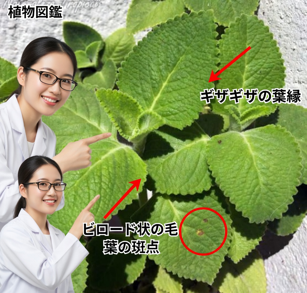 オレガノ・オレホンの13の健康効果とその使い方