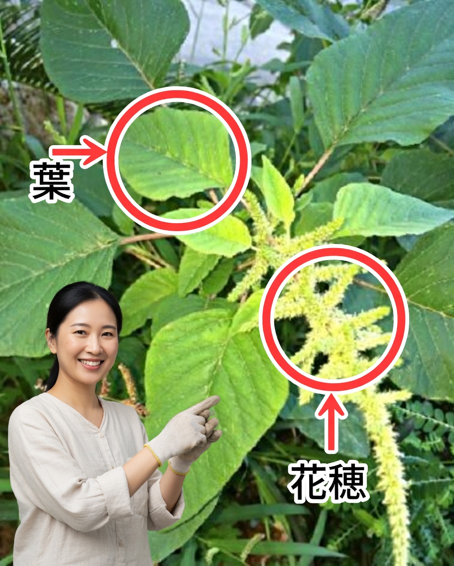 庭にこの植物が生えていたら、あなたは宝の山の上に座っている：多くの人に見過ごされているスーパーフード兼脳の酸素供給源