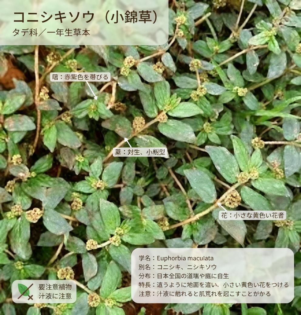 肌の健康を支える自然な植物由来アプローチの探求：この身近な雑草について人々は何を語るのか