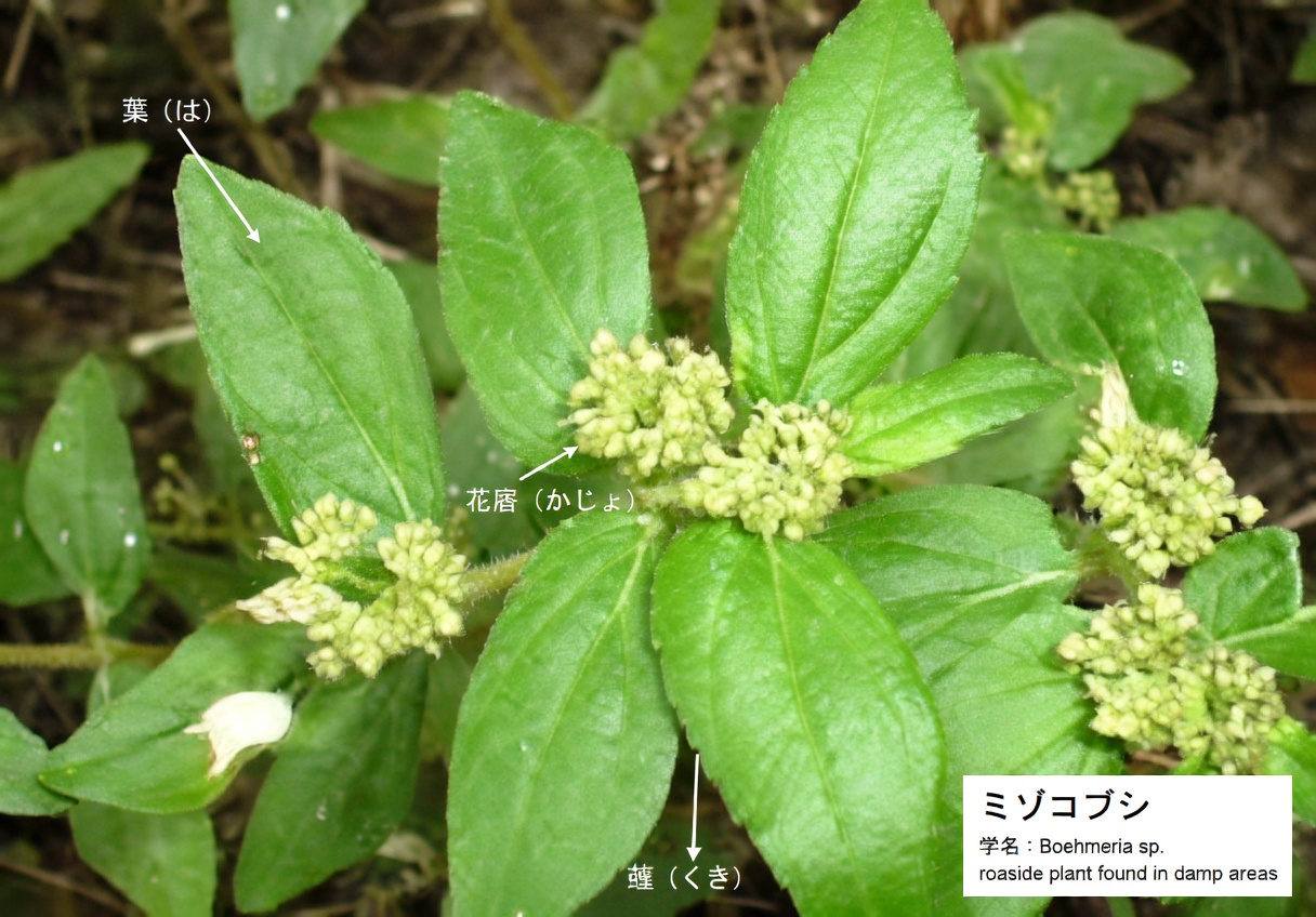肌の健康を支える自然な植物由来アプローチの探求：この身近な雑草について人々は何を語るのか