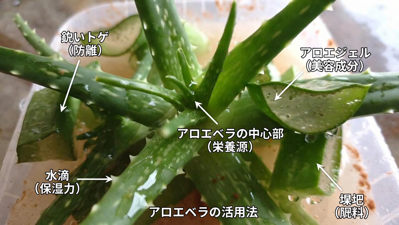 アロエベラとシナモンの可能な効果：日々の健康と目の快適さのために