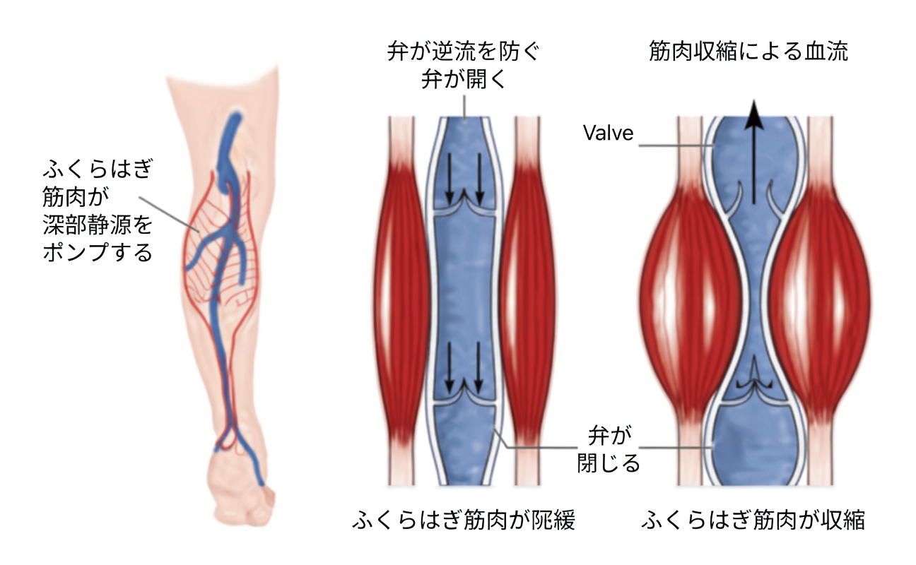 ふくらはぎが「第二の心臓」と呼ばれる理由