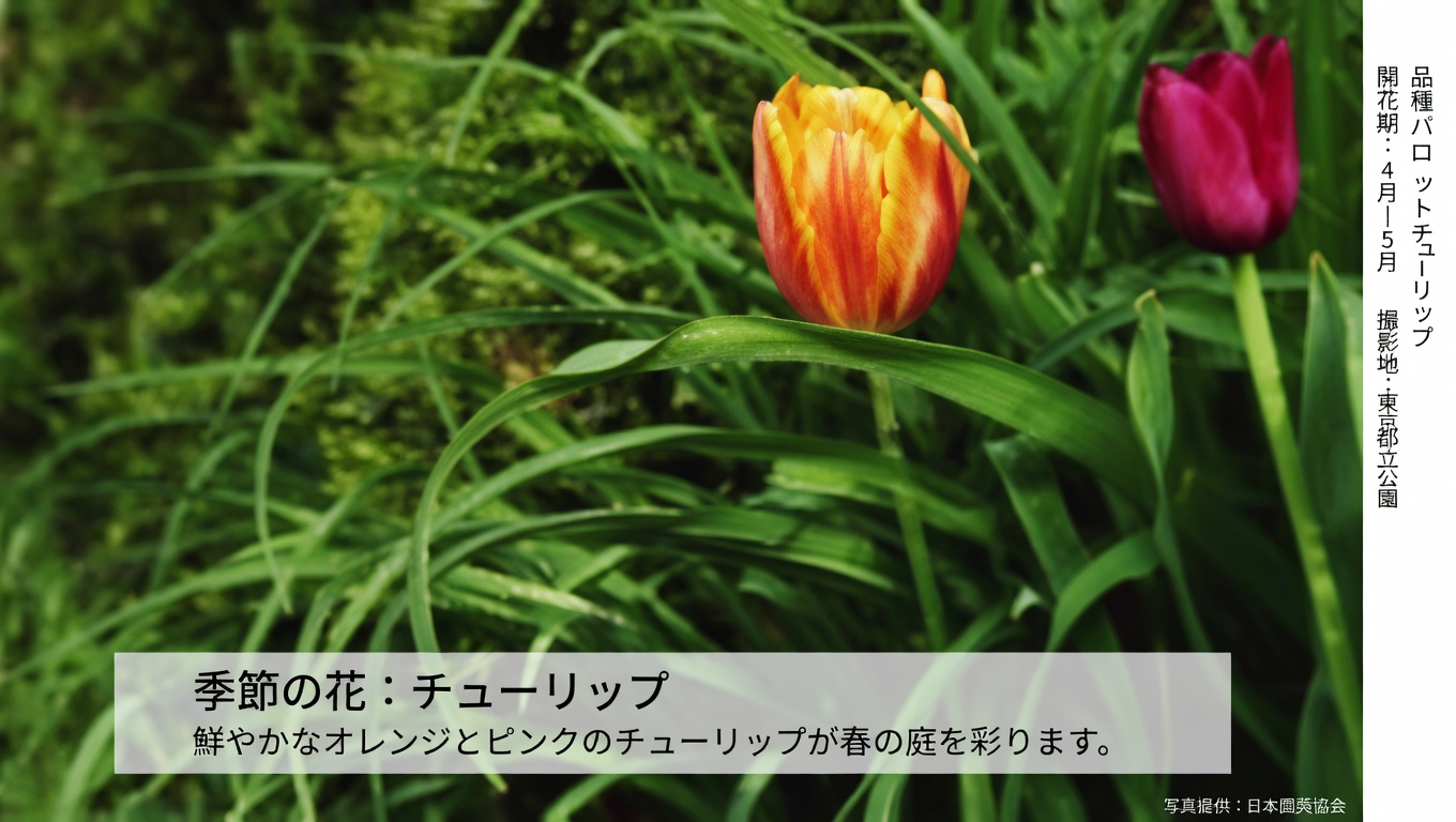 庭でスベリヒユを取り入れるべき理由：納得の8つのメリット