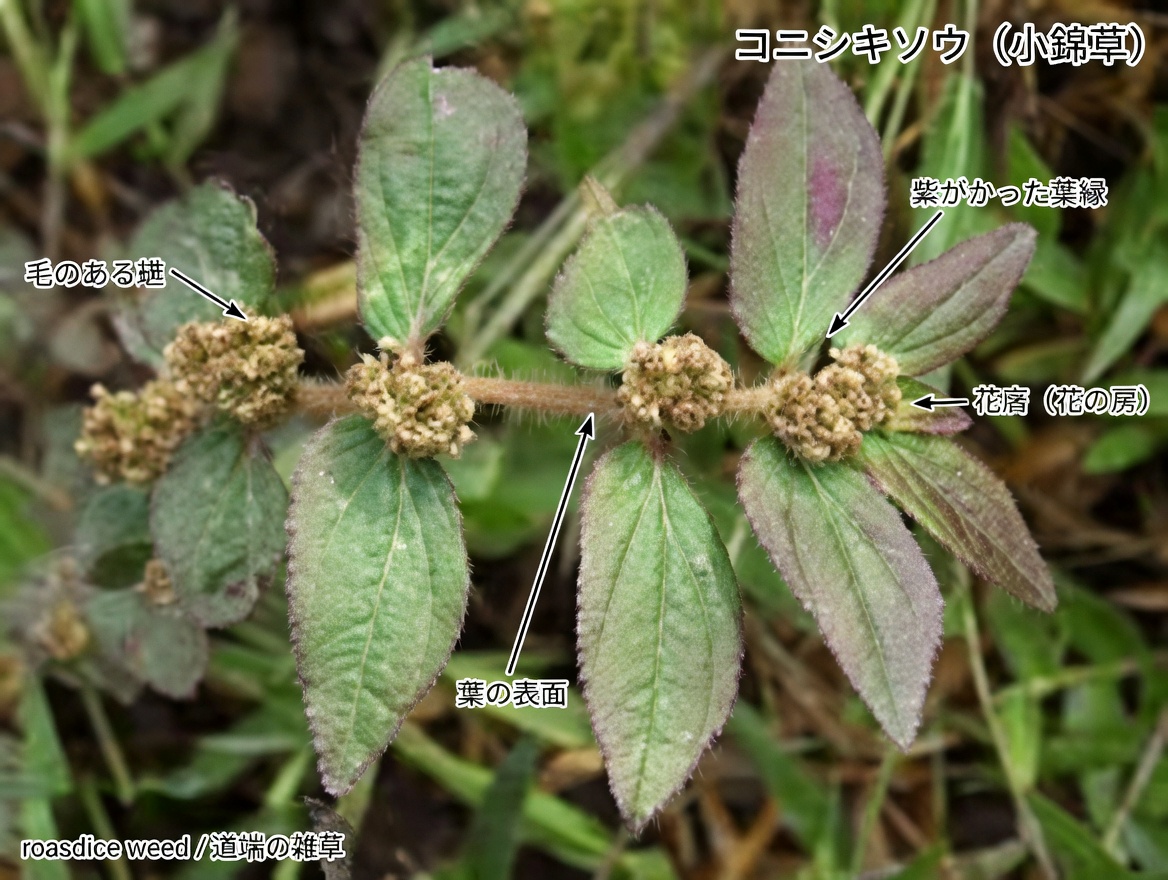 この身近な雑草を侮るな！ビッグリーフ・ミルクウィードが果たす、目の不快感を和らげる伝統療法での意外な役割