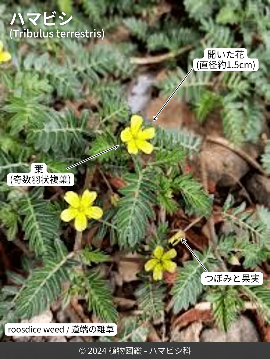 ゴーツヘッド（トリビュルス・テレストリス）とは？カップルたちがそれについて語るのはなぜか