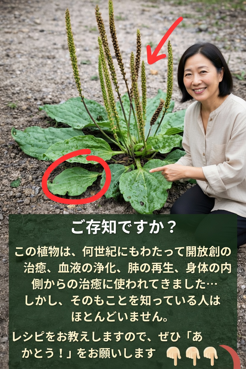 日常にひそむオオバコの不思議：身近な植物に秘められた驚きの伝統的効能