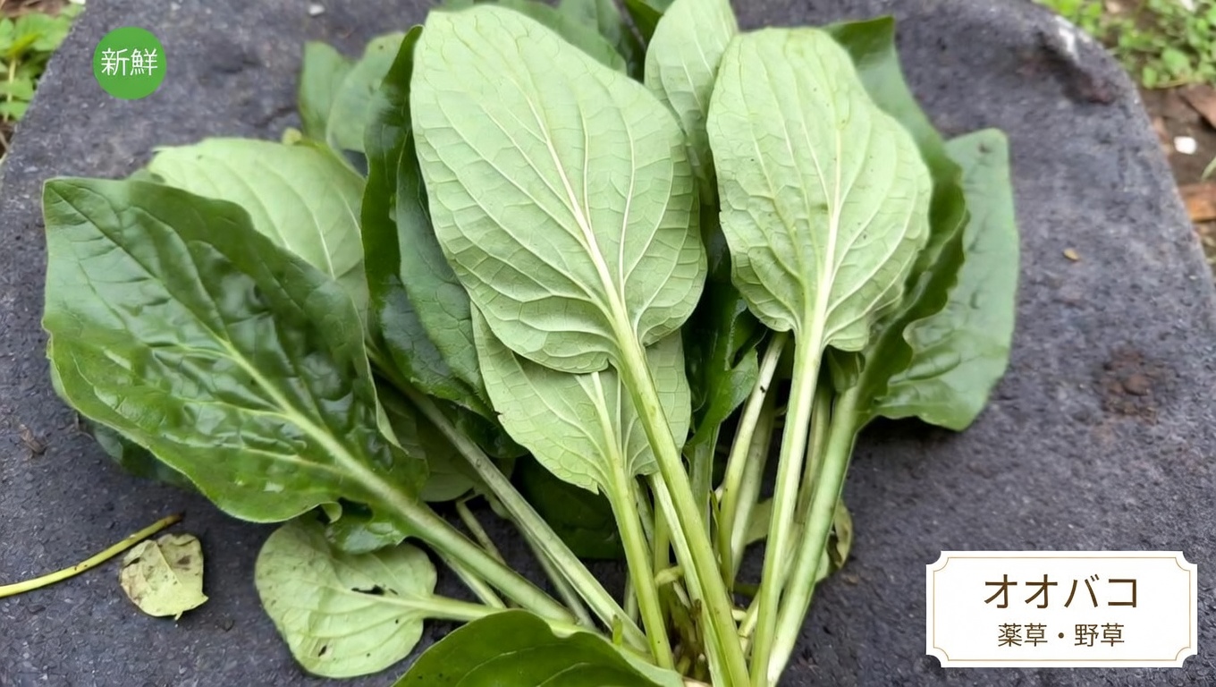 日常にひそむオオバコの不思議：身近な植物に秘められた驚きの伝統的効能