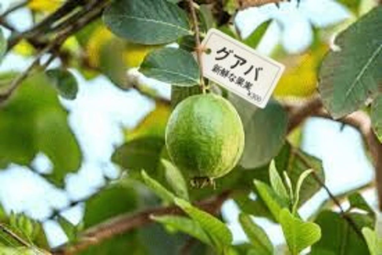 グアバで目の健康を自然にサポートする方法：やさしいガイド