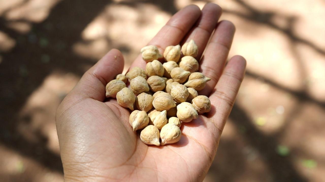 シニアの方へ:腎臓が気になる人が控えたいタンパク質6種と、より安全な4つの選択肢