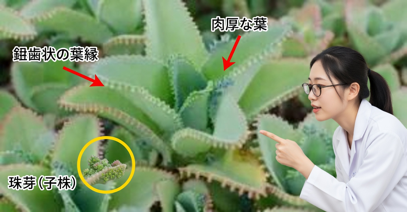 カランコエの効能：使い方と飲み方