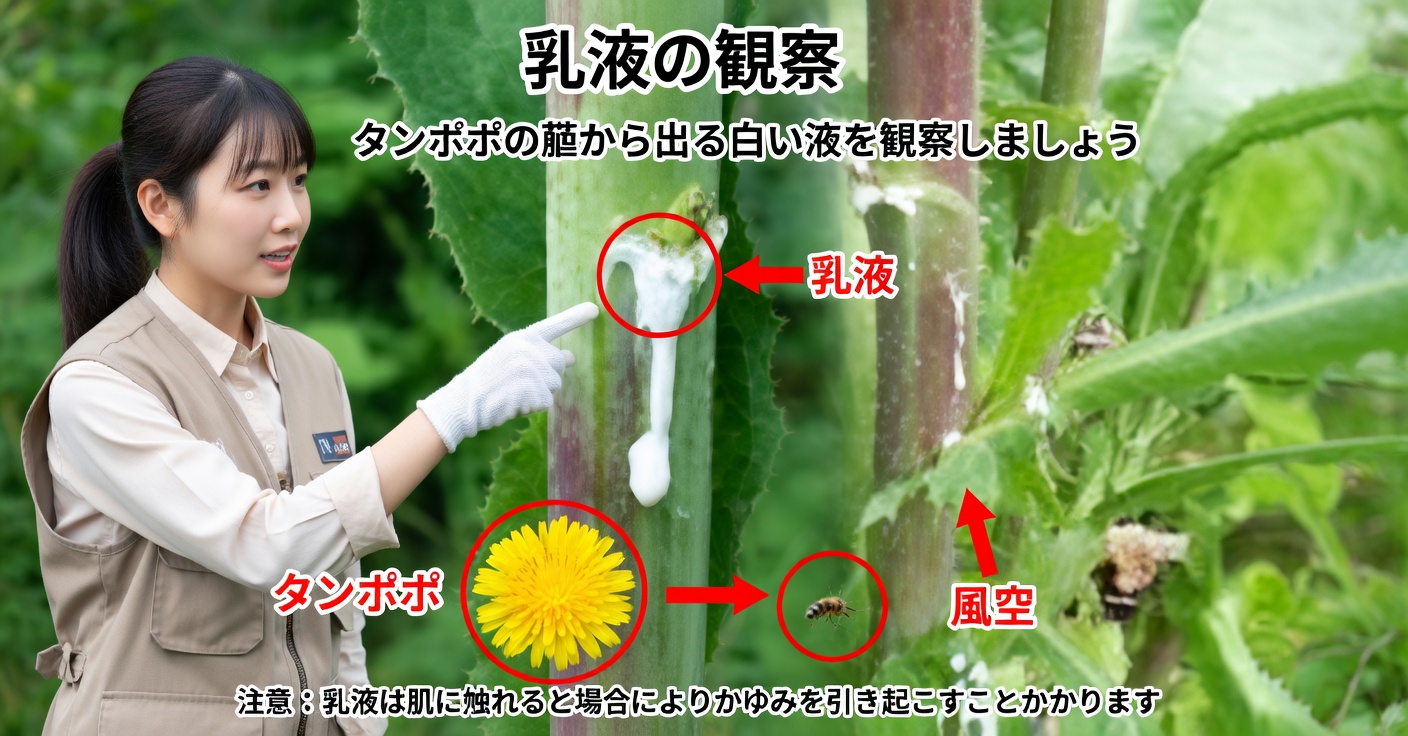 野生レタスの樹液：睡眠と痛みを和らげるための使い方