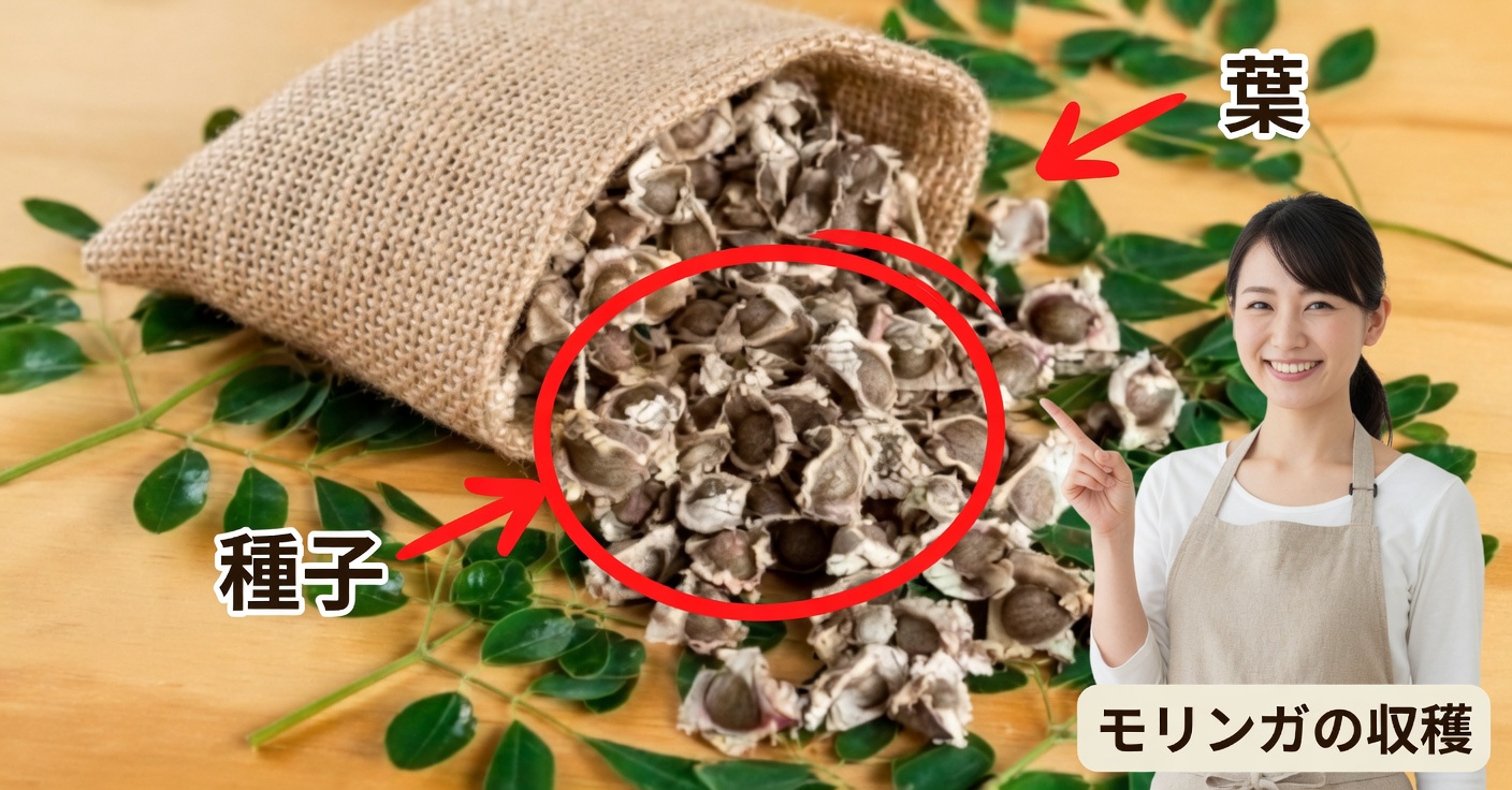 モリンガの種:肝臓をきれいにし、コレステロールを下げる
