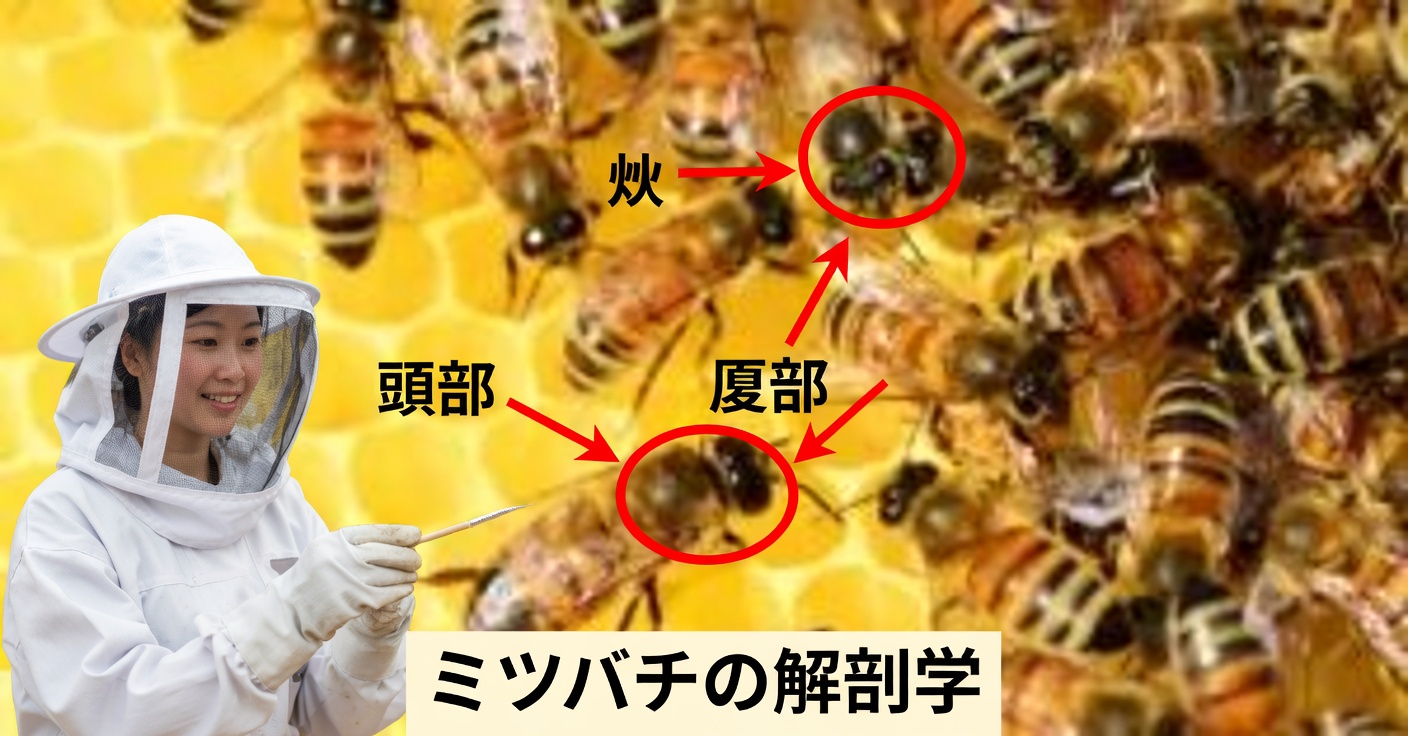 健康を改善するためのはちみつ療法