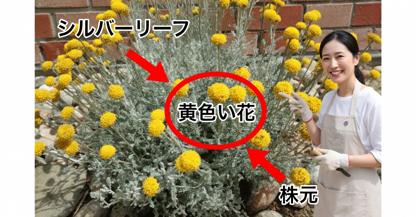 ヘリクリサム・アレナリウムの効能と家庭での使い方