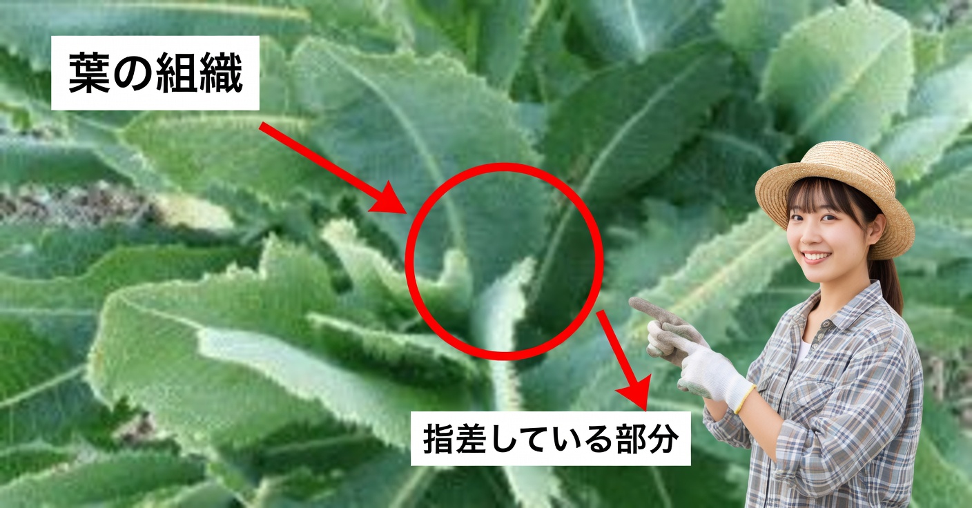 レチュガ・エスピノーサ:用途と利点