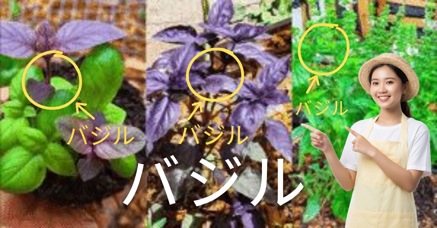 紫バジル:効能と3つの薬用用途