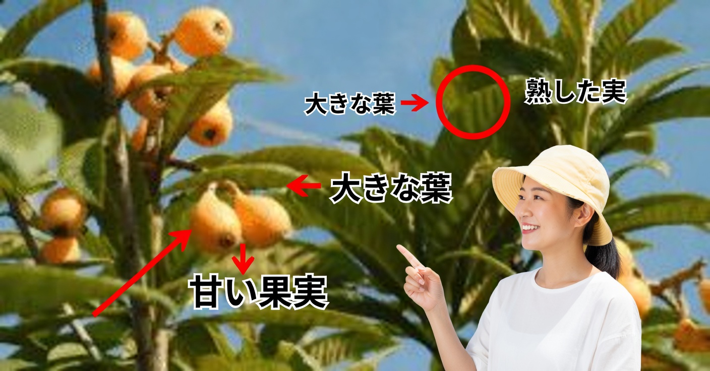 ビワの葉:その効能と作り方