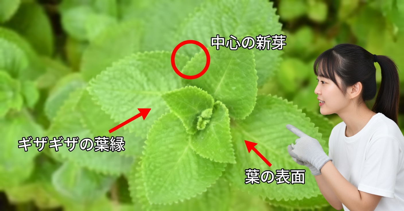 自宅で育てるオレガノ・オレホン：使い方と効能