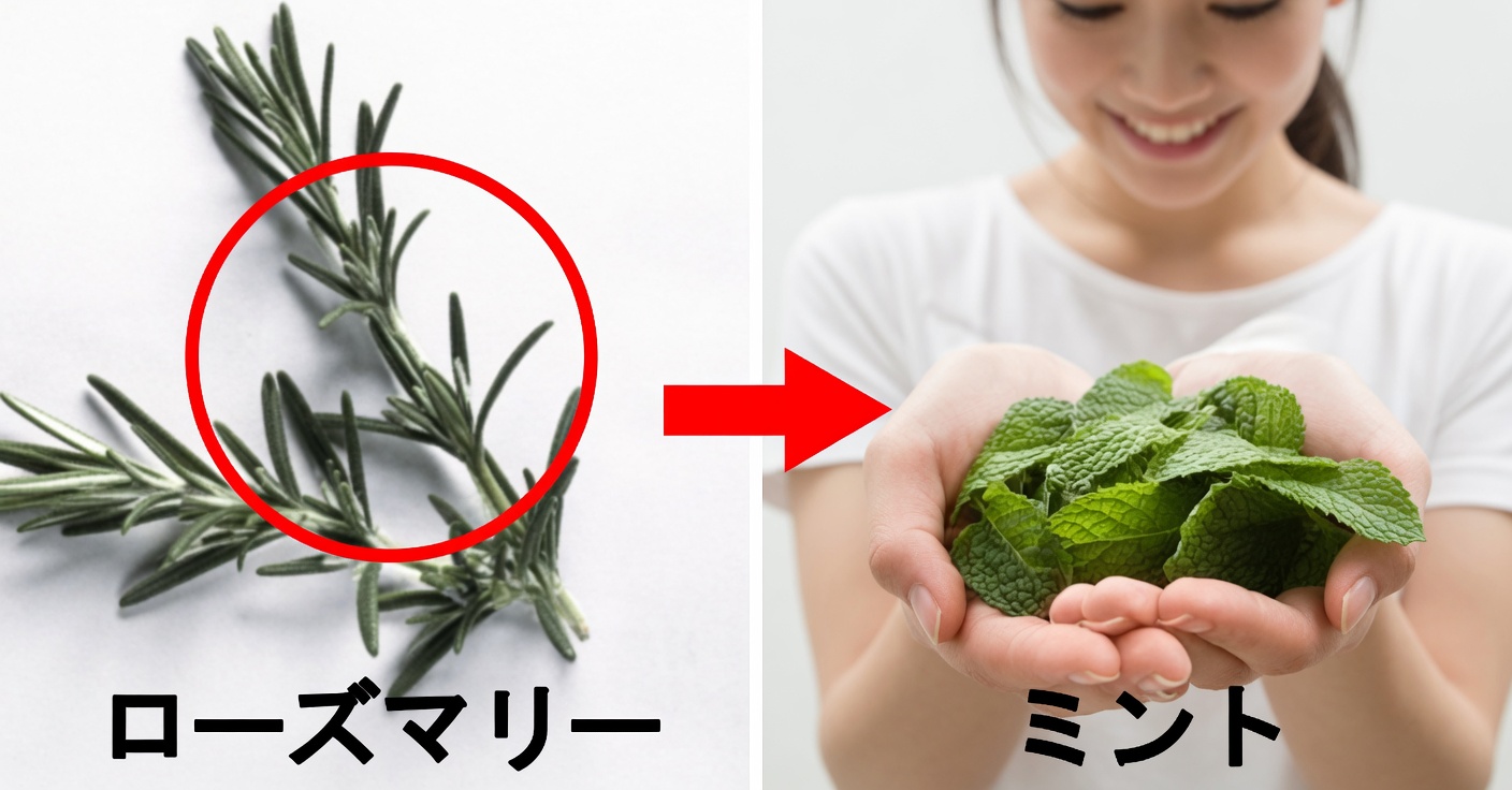 関節痛のためのスペアミントとローズマリー